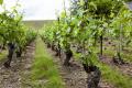 Vines