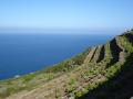 Terraced hils Vineyards
