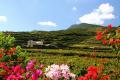 Vineyards and cellar in Pantelleria