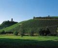 Vineyards Grafenberg
