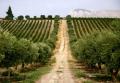 Pandolfina Vineyards